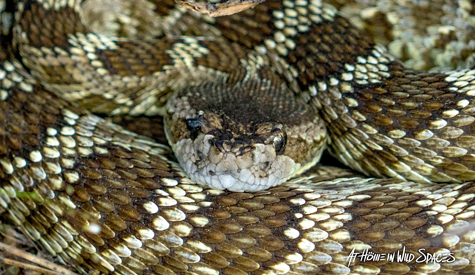 A Northern Pacific rattlesnake at Yosemite National Park in June 2017.