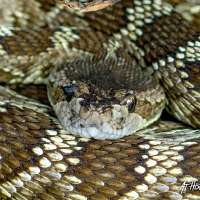 Could weather patterns help predict the frequency of rattlesnake bites?