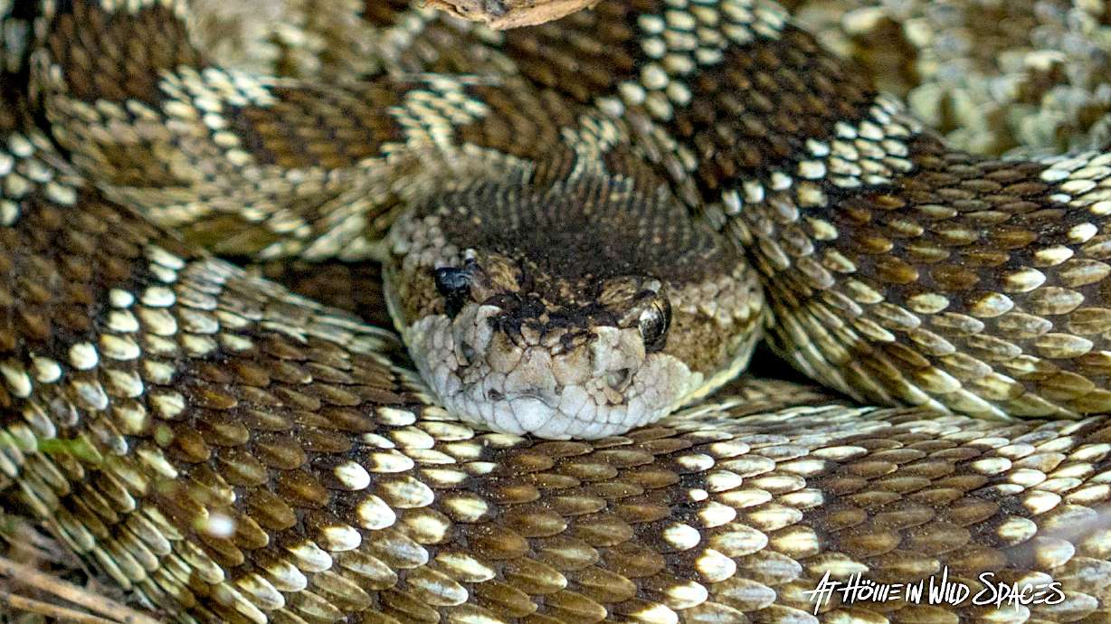 A Northern Pacific rattlesnake at Yosemite National Park in June 2017.