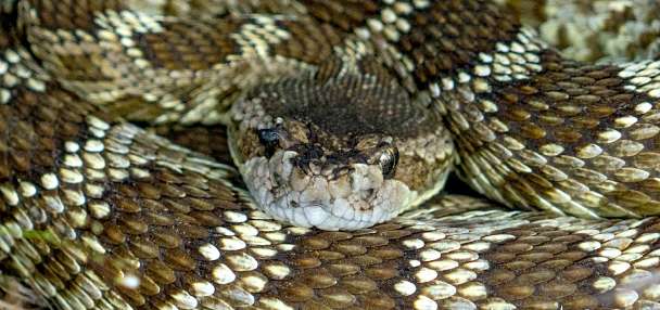Could weather patterns help predict the frequency of rattlesnake bites?