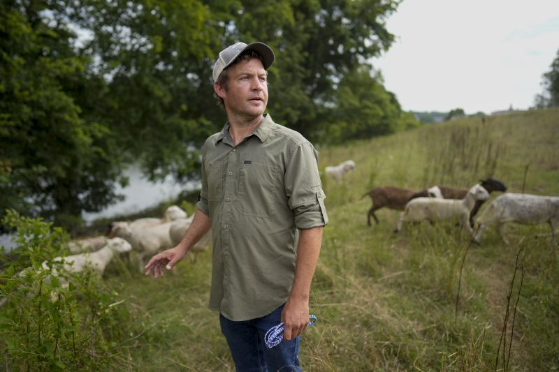 Zach Richardson, owner of the Nashville Chew Crew, looks over his flock along the Cumberland River bank July 9, in Nashville, Tenn. The sheep are used to clear out overgrown weeds and invasive plants in the city's parks, greenways and cemeteries.