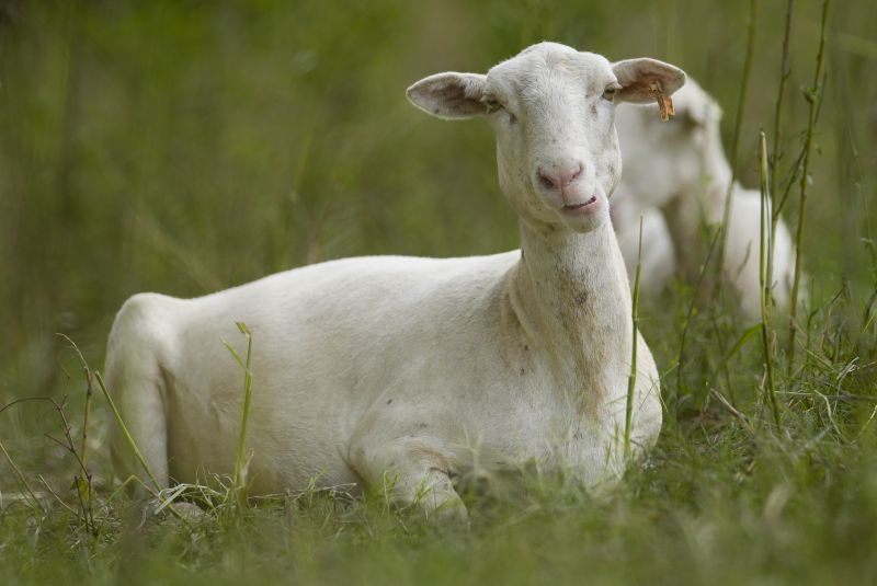 A sheep from a flock called the Chew Crew is seen on the Cumberland River bank July 9, in Nashville, Tenn. The sheep are used to clear out overgrown weeds and invasive plants in the city's parks, greenways and cemeteries.