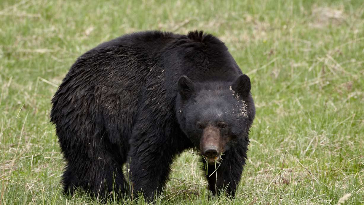 A black bear with three cubs attacked a man in his home after breaking in through a door Thursday in Colorado, officials said.