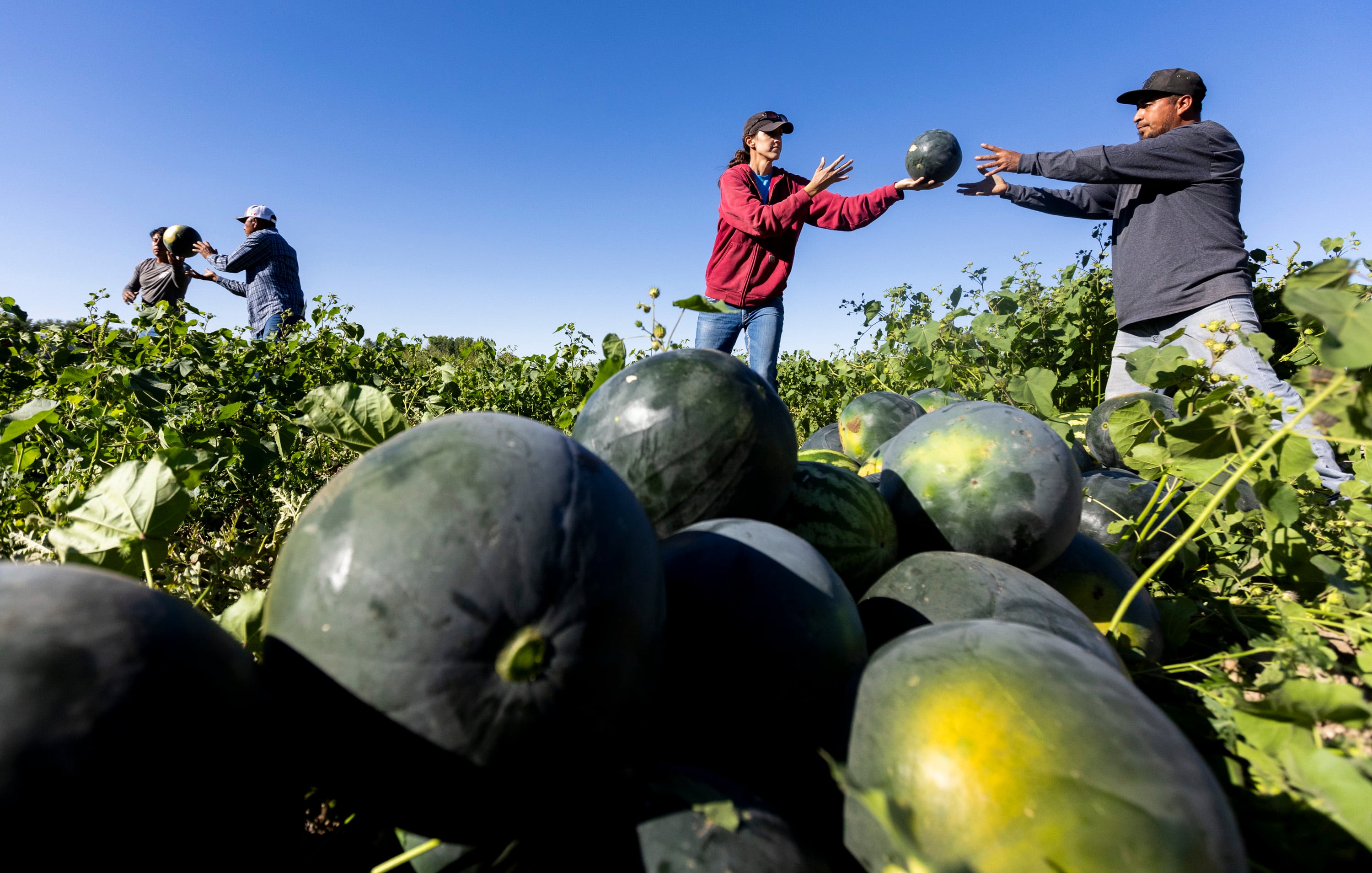 Heidi Vetere, Greg Vetere’s oldest daughter, throws a watermelon to Rogelio Herrera from the Vetere fields in Green River on Sept. 20. Watermelons are too fragile to be harvested mechanically.