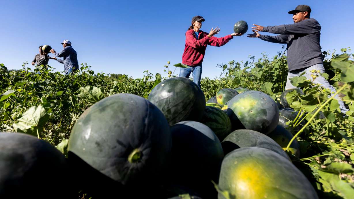 Heidi Vetere, Greg Vetere’s oldest daughter, throws a watermelon to Rogelio Herrera from the Vetere fields in Green River on Sept. 20. Watermelons are too fragile to be harvested mechanically.