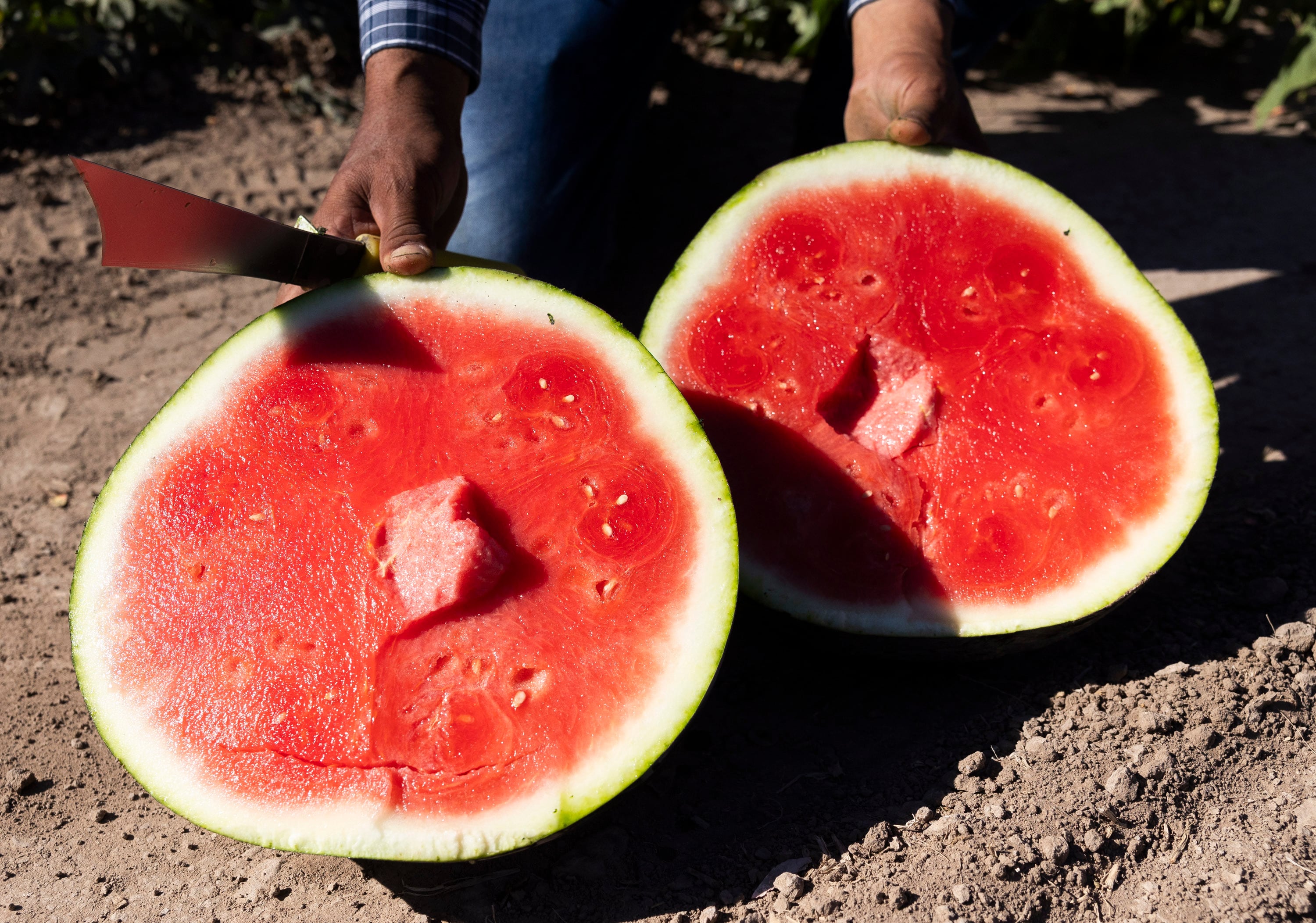 Raul Varela shows off a recently harvested watermelon from the Vetere fields in Green River on Sept. 20.