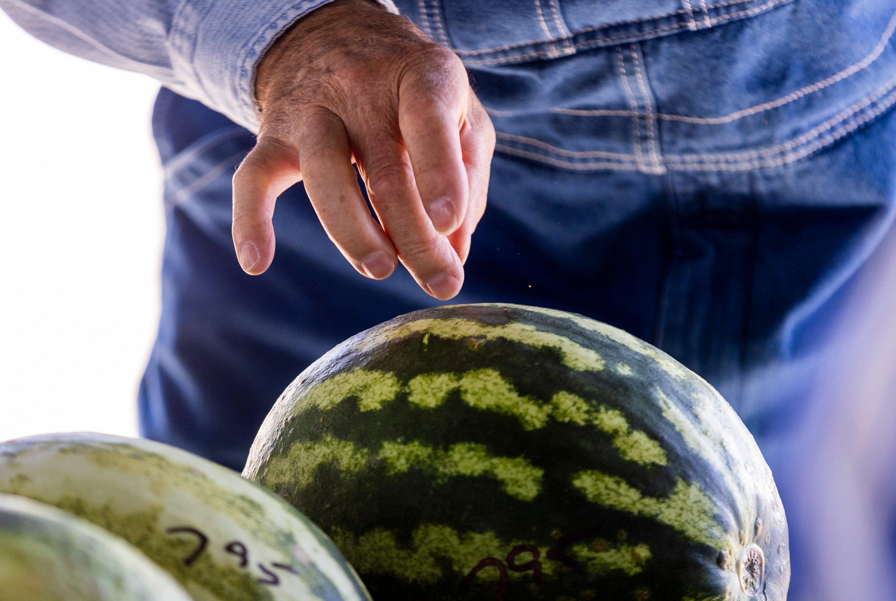 Russell Bastian from Aurora flicks a watermelon while choosing a watermelon at the Vetere melon stand in Green River on Sept. 19. People often flick watermelons as one of the many ways to determine their ripeness.