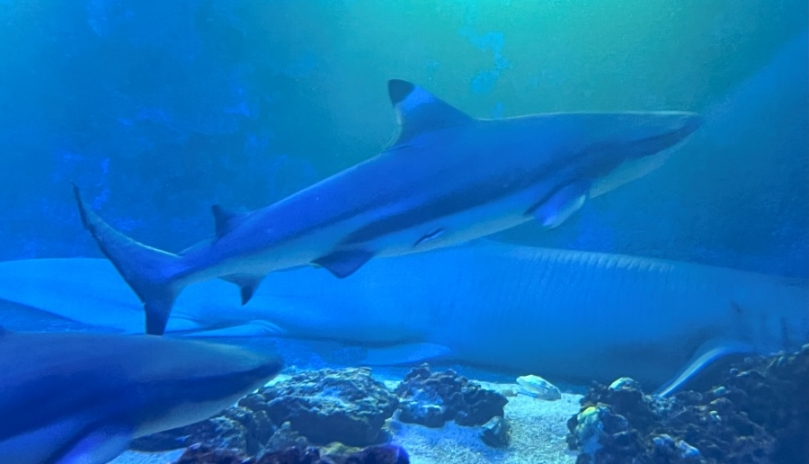 Blacktip reef sharks swim past a nurse shark in the East Idaho Aquarium’s 30,000-gallon saltwater exhibit on Sept. 25. Former employees allege animal abuse at the aquarium.