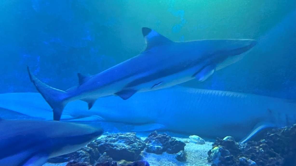 Blacktip reef sharks swim past a nurse shark in the East Idaho Aquarium’s 30,000-gallon saltwater exhibit on Sept. 25. Former employees allege animal abuse at the aquarium.