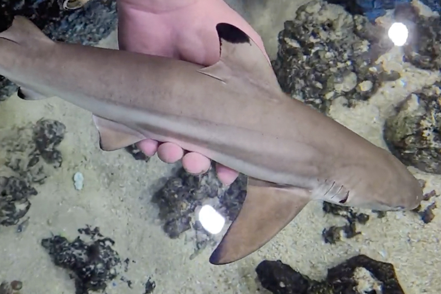 Kristopher Lasswell handles a baby blacktip reef shark in the ray tank in an undated photo.