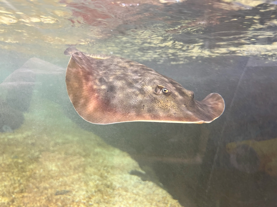 A California stingray swims in the recently renovated ray tank on Sept. 25 at the East Idaho Aquarium.