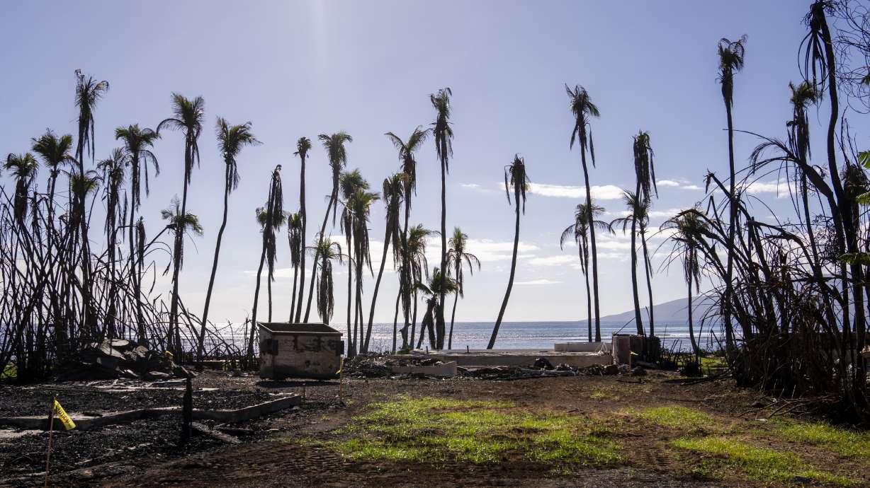 Wilted palm trees line a destroyed property, Dec. 8, 2023, in Lahaina, Hawaii. The Ah Hee family is moving into their home on Komo Mai Street in Lahaina, the first one to be rebuilt after it burnt down in last year's wildfire.