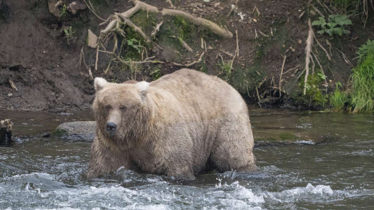 Grazer the bear is the winner of the 2024 Fat Bear Contest, seen at Katmai National Park, Alaska on Sept. 14, 2023.
