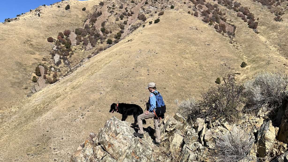 Brigham City police, with the help of cadaver dogs, attempted to locate additional skeletal remains on Oct. 3, after a skull was found near the city.