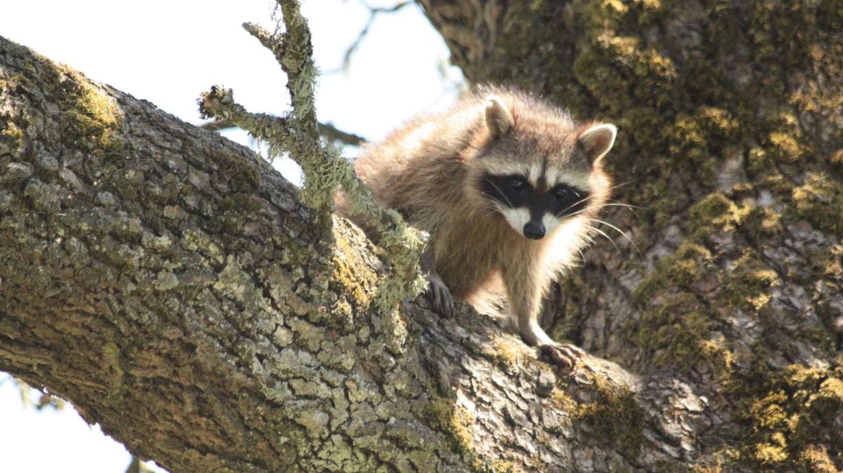 A Washington state woman has had to flee her property after 50 to 100 raccoons descended on it and were acting aggressively.