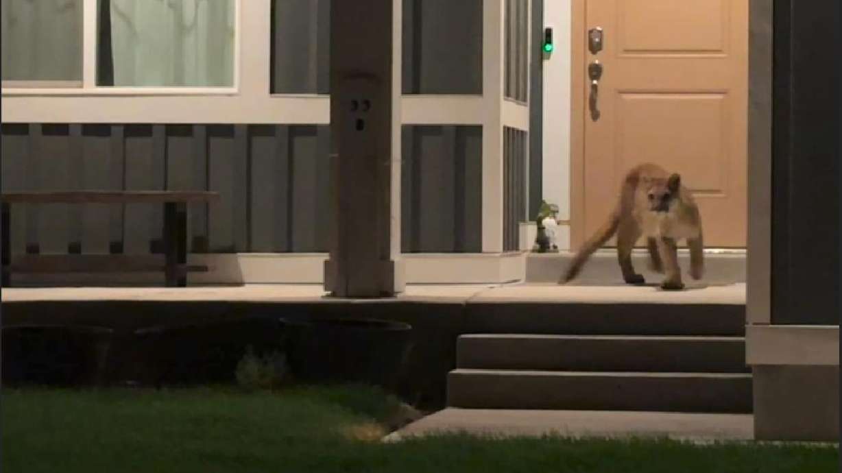 A mountain lion was spotted in a residential area. Officials are working to locate the mountain lion and urge caution to those nearby.