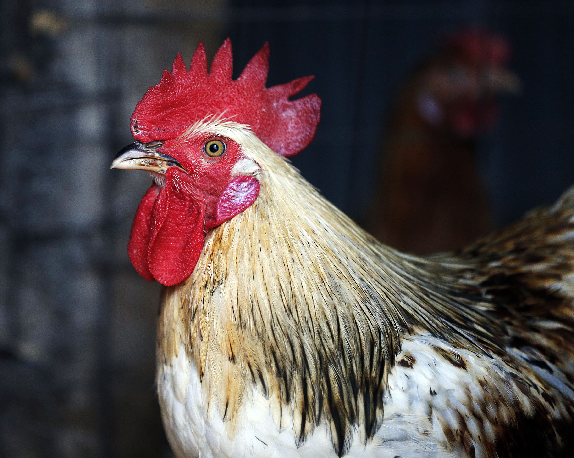 Bird flu forces the culling of 1.8 million chickens in northern Cache County - KSL.com