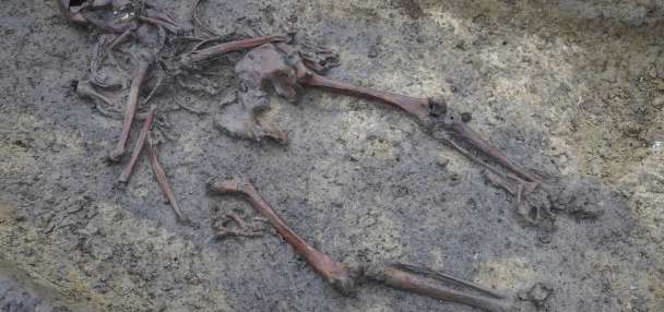 In Denmark, 50 well-preserved Viking Age skeletons have been unearthed, a rare discovery