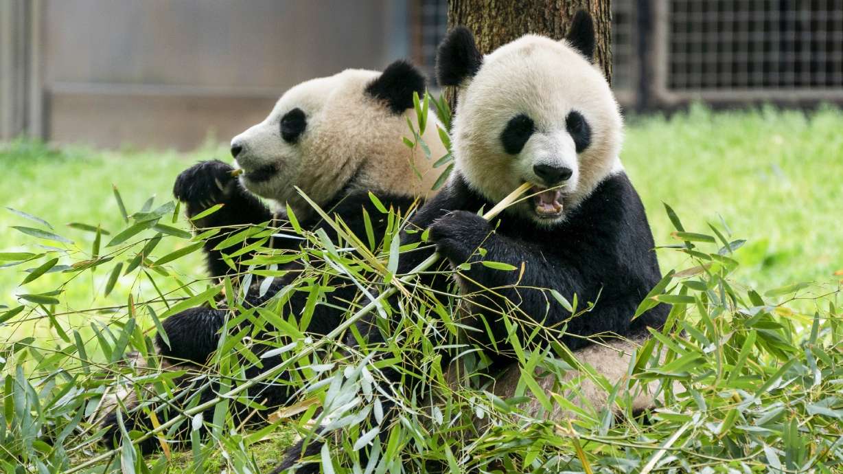 Giant pandas eat bamboo at the Smithsonian's National Zoo, May 4, 2022, in Washington. A pair of 3-year-old giant pandas, named Bao Li and Qing Bao, have left a research facility in the southwestern Chinese city of Dujiangyan and will soon be flown to Washington.