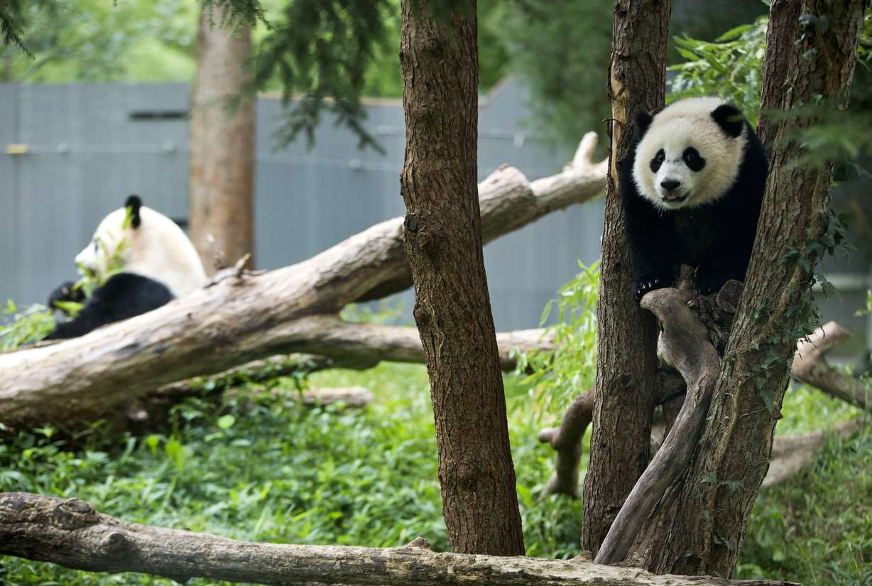 Panda cub Bao Bao, right, and her mother Mei Xiang are seen in their habitat at the National Zoo in Washington, Aug. 23, 2014.