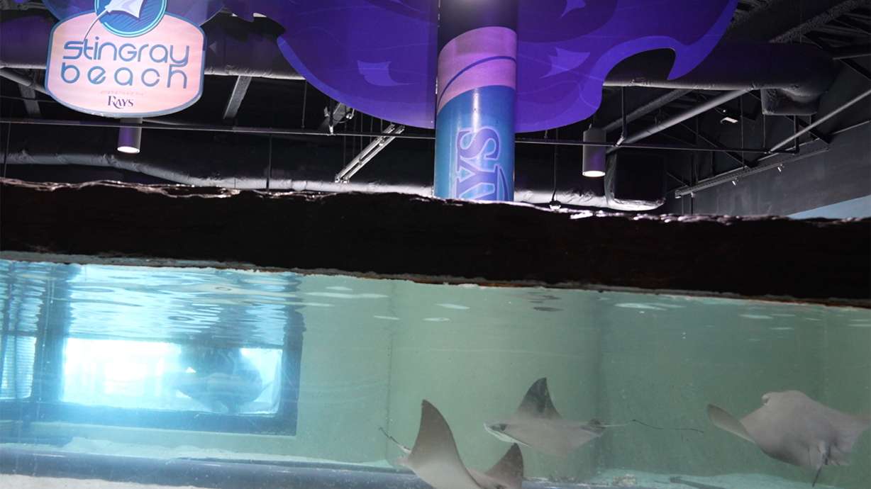 Animal care experts with The Florida Aquarium successfully relocate its seven male cownose stingrays, Monday, Oct. 14, 2024, from Tropicana Field back to the Aquarium in downtown Tampa.