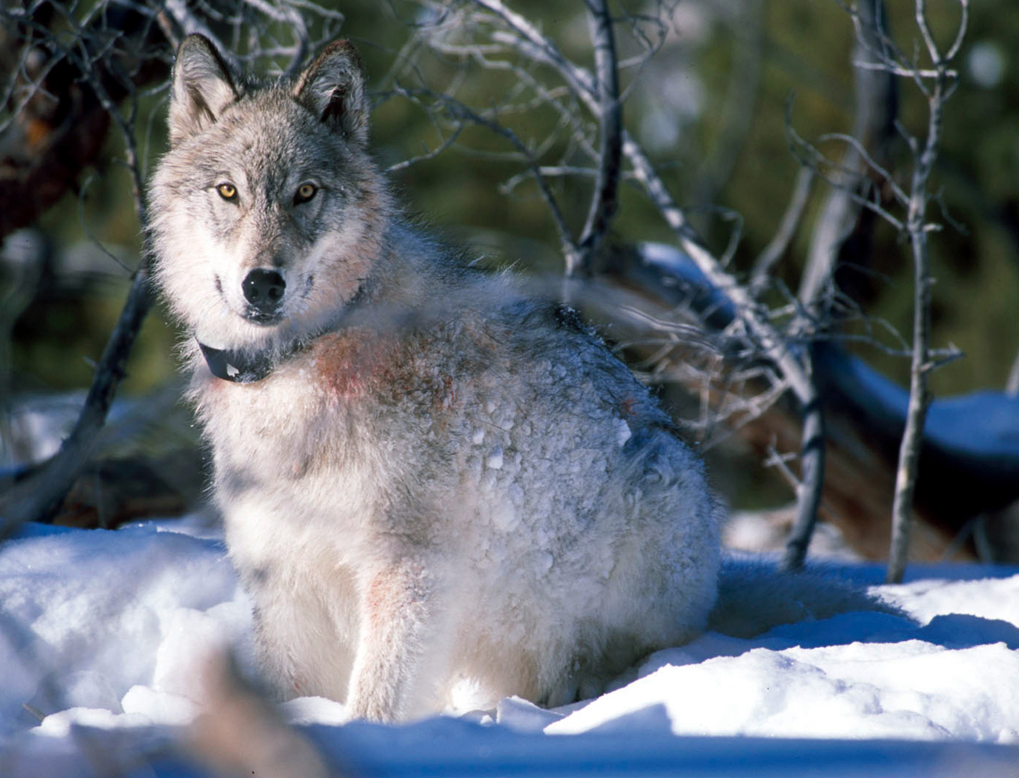 An audit released Tuesday focuses on spending by Utah to delist wolves as endangered. This Jan. 9, 2003, photo shows a gray wolf in Yellowstone National Park, Wyo., after being fitted with a radio collar. 