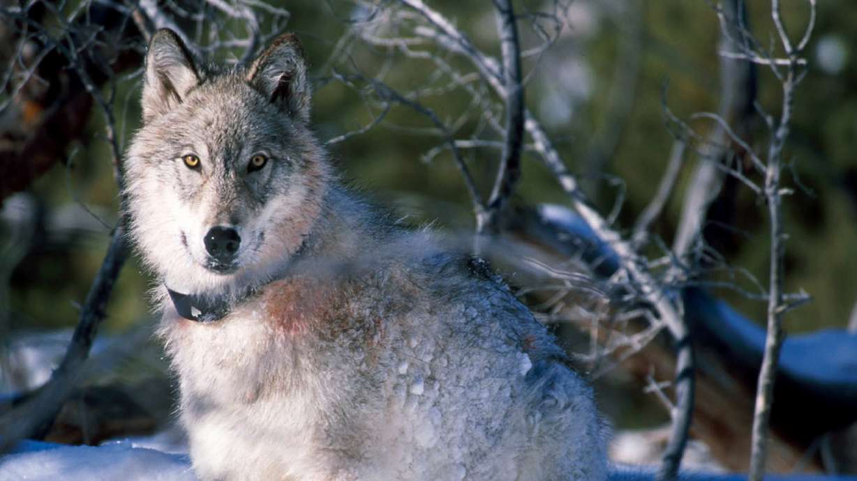 An audit released Tuesday focuses on spending by Utah to delist wolves as endangered. This Jan. 9, 2003, photo shows a gray wolf in Yellowstone National Park, Wyo., after being fitted with a radio collar.