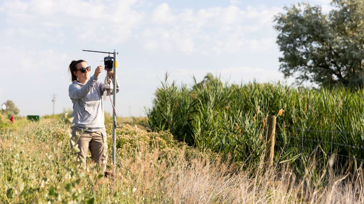Angelena Todaro, a research intern with the Salt Lake Mosquito Abatement District, examines a mosquito trap in Salt Lake City on July 18, 2023. The district is seeking a property tax increase to combat rising costs in operations.