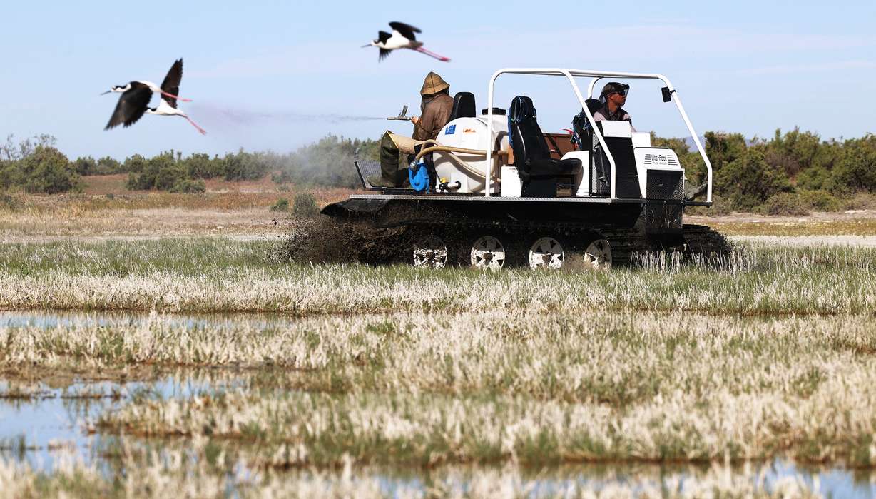 Sam Nelson, left, and Seth Summerhays, both with the Salt Lake Mosquito Abatement, use a track machine to spray VectoBac 12AS, a biological larvicide, to kill mosquito larvae in the wetlands north and west of Salt Lake City on May 28, 2021.