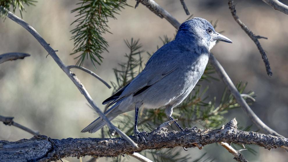 The West’s pinyon jays have seen a large population decline since the 1960s, pictured in Iron County, Dec. 30, 2023.