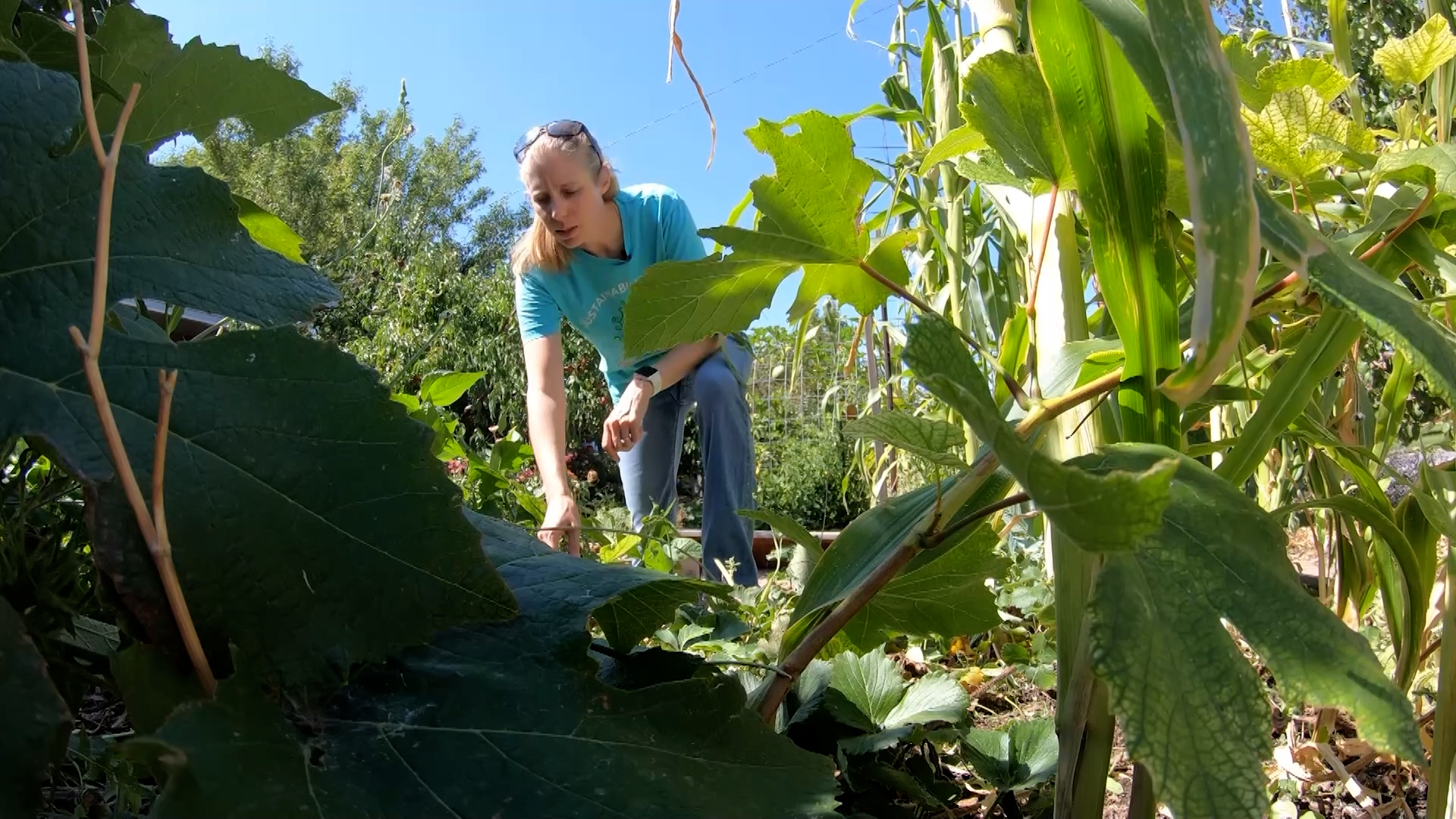 Holly Trimble and her husband, John Trimble, have a garden the size of their front yard. The couple also runs a nonprofit in Ogden to help others grow their own vegetables.