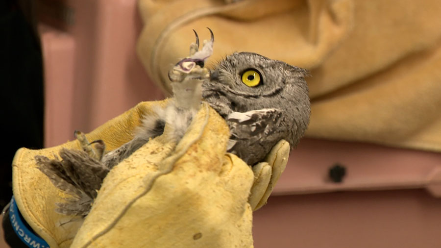 Wildlife rehab center reopens but in much smaller space — for now