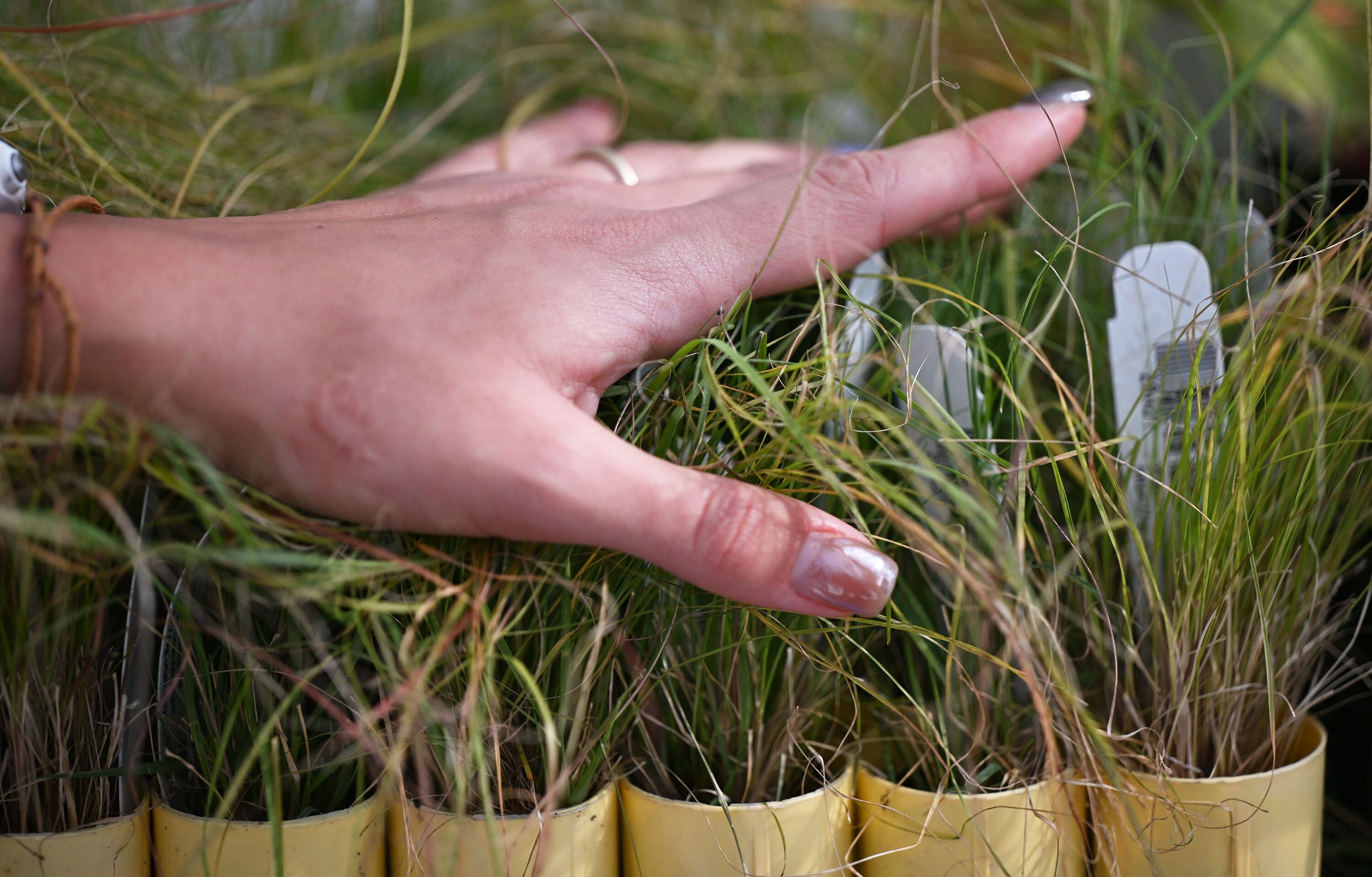 Addy Valdez, a conservation biologist with Utah Lake Authority, rests her hand on Sporobolus (prairie dropseed grass) as she discusses work that helped in the effort to reduce phragmites at the lake by 70% at UVU on Monday.