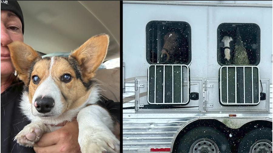 Marie McFarland’s family found their blind corgi, David, left, near the crash site one day after they collided with a semitruck on I-15 near Fillmore. Their horses weren’t injured.