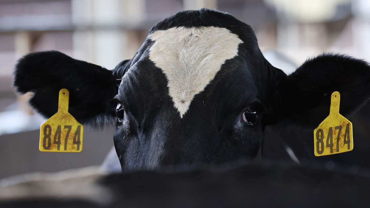 A dairy cow is pictured on July 23. All Cache County dairy facilities will begin collecting mandatory weekly samples to be tested for bird flu, in an effort to curb the spread of the highly contagious disease.