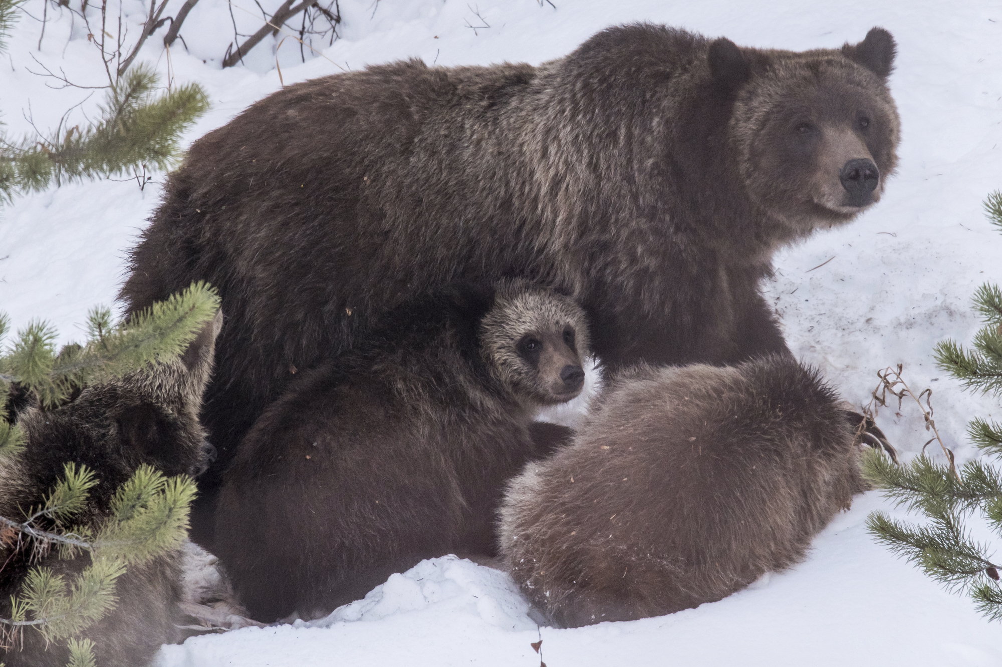 Grizzly bear 399 and her four cubs feed on a deer carcass on Nov. 17, 2020, in southern Jackson Hole. The grizzly has been struck and killed by a vehicle. 