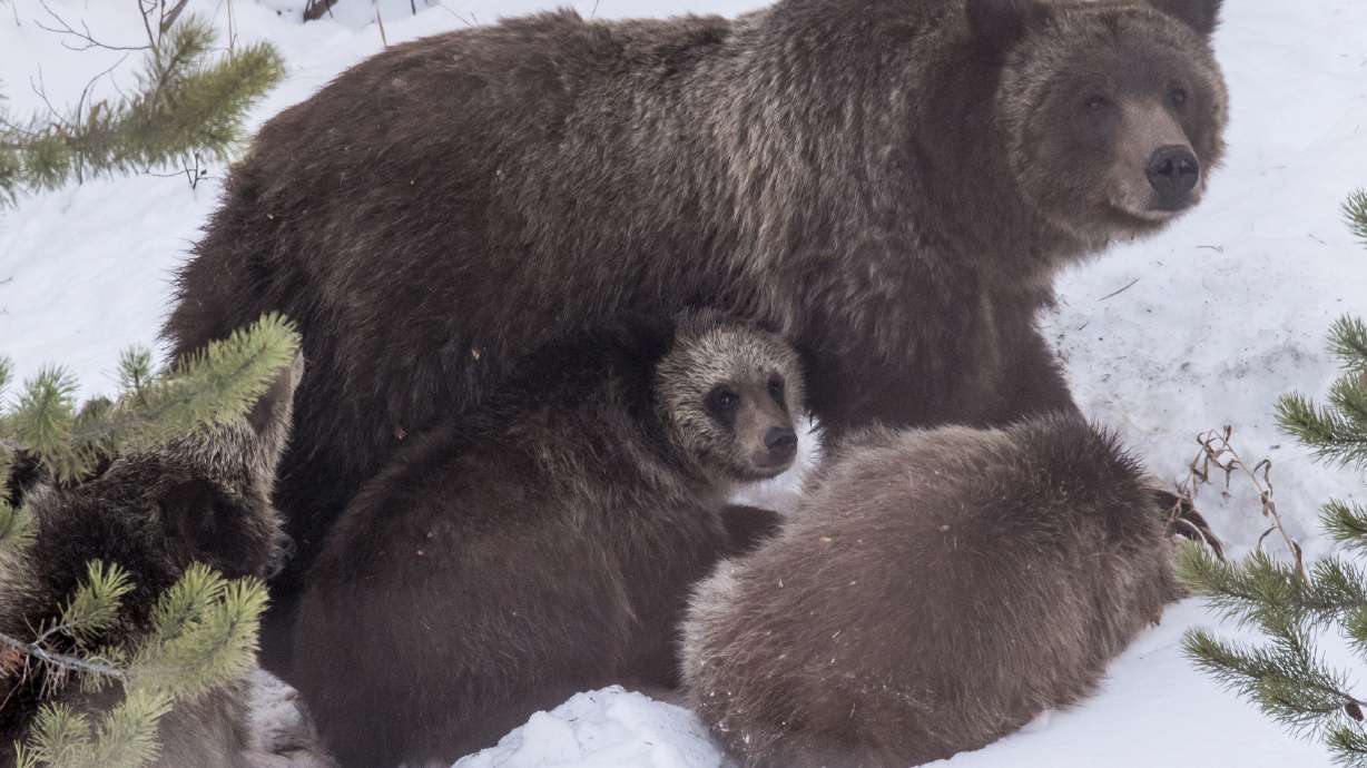 Grizzly bear 399 and her four cubs feed on a deer carcass on Nov. 17, 2020, in southern Jackson Hole. The grizzly has been struck and killed by a vehicle.