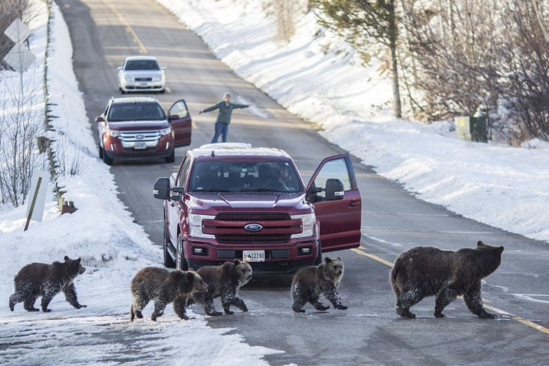 Grizzly bear No. 399 and her four cubs cross a road as Cindy Campbell stops traffic in Jackson Hole, Wyo., on Nov. 17, 2020.