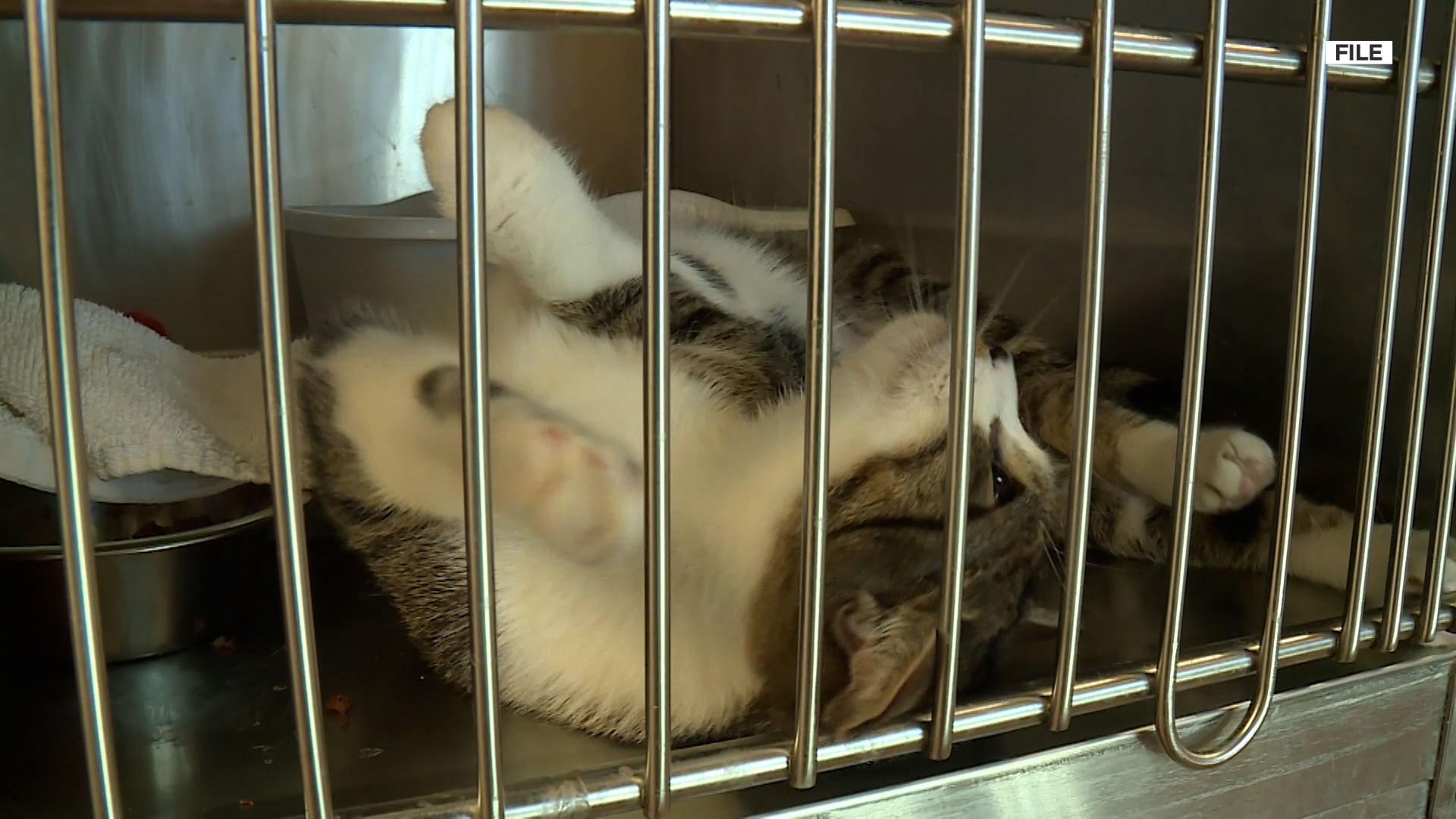 Staffing shortages, budget shortfalls impact Weber County Animal Shelter