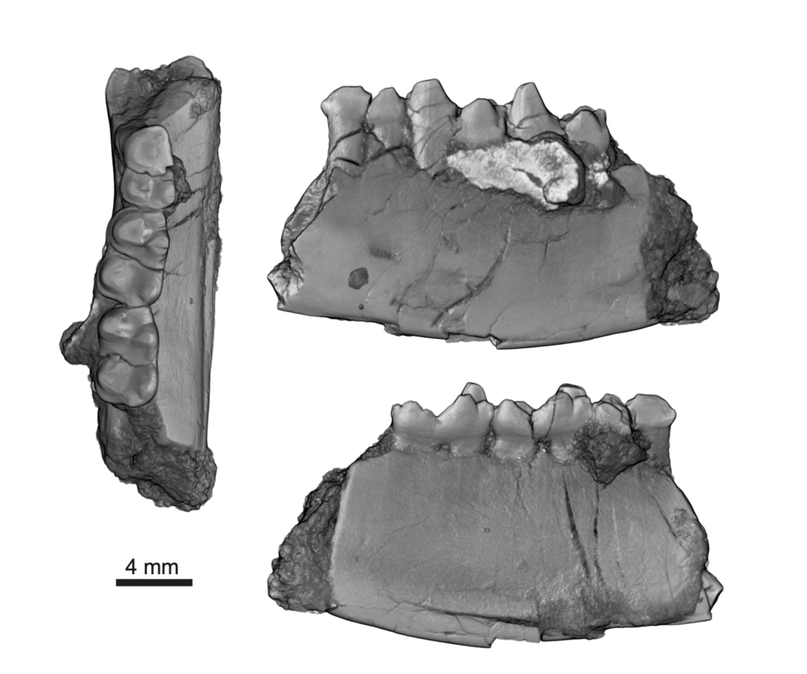 Image of a 3D scan of a fossil jawbone recovered from a sandstone block removed near Rangeley, Colorado, in 2016.