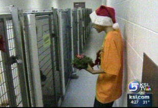 Animal shelter prepares for Christmas