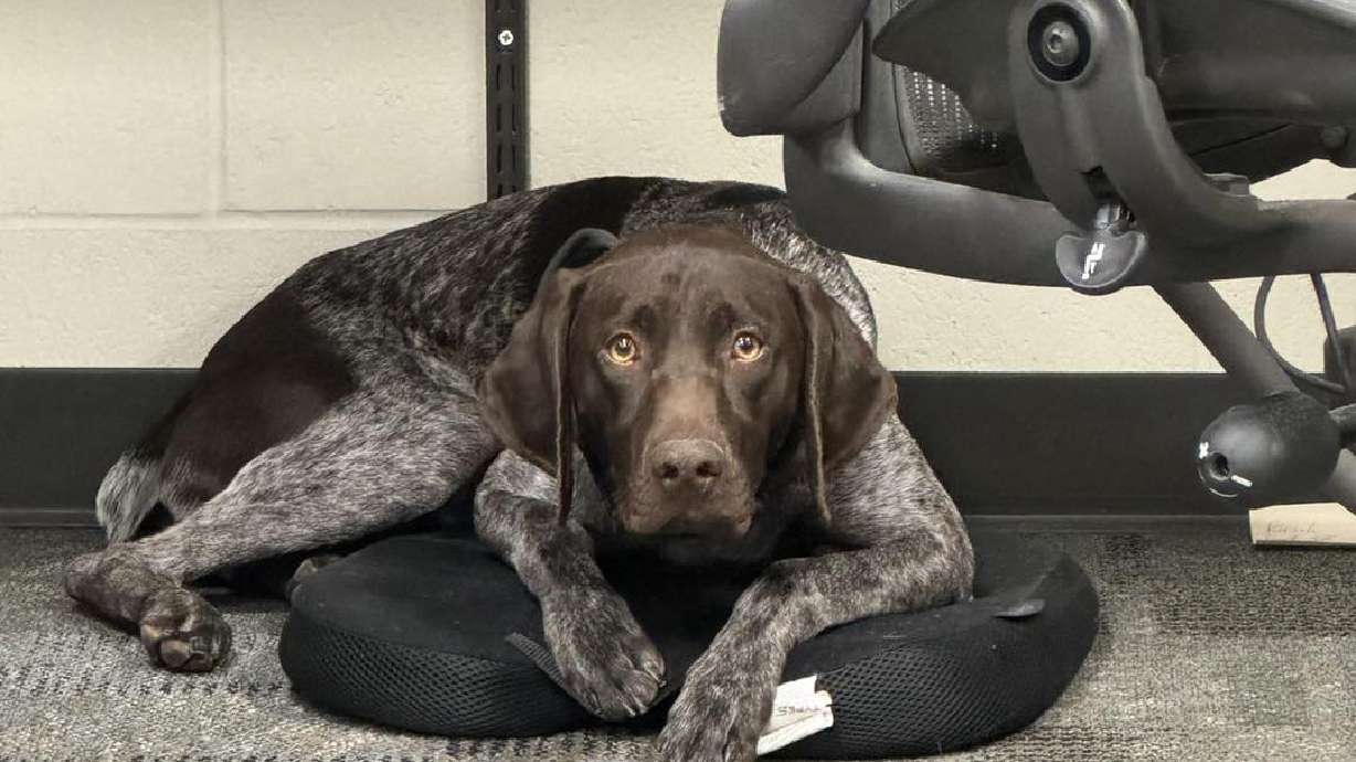 The Davis County Sheriff's Office is offering $1,000 to whoever returns Kash, a police K-9 that has been missing for nine days.