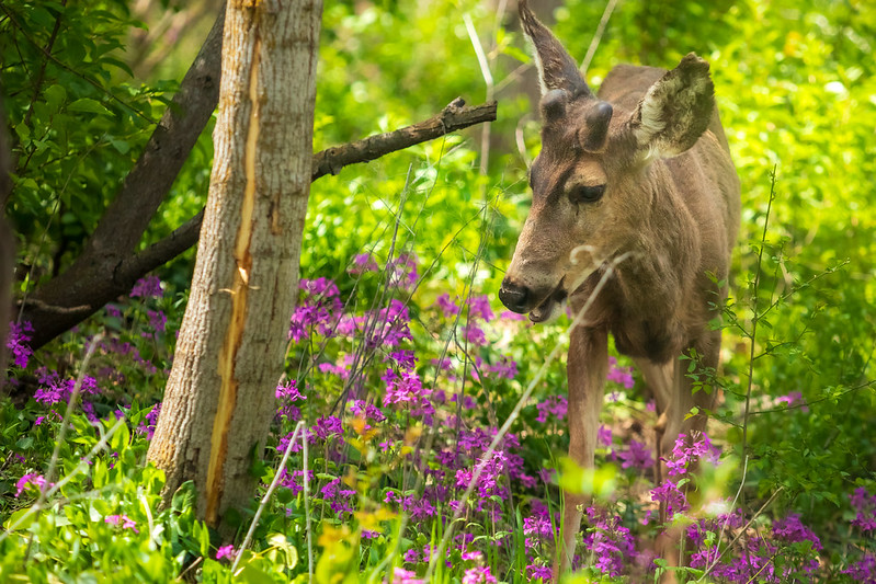 A deer buck wanders through Allen Park wildflowers in Salt Lake City on April 19. Utah is looking to update its deer management plan, which would focus more on helping improve the species population after years of decline. 