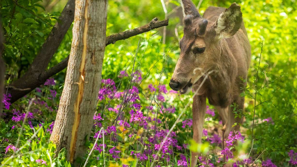 A deer buck wanders through Allen Park wildflowers in Salt Lake City on April 19. Utah is looking to update its deer management plan, which would focus more on helping improve the species population after years of decline.