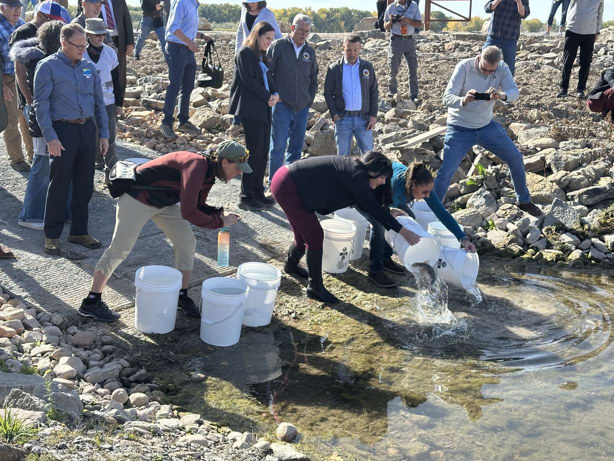 Local officials release June sucker fish into the reconstructed Provo River Delta on Friday.
