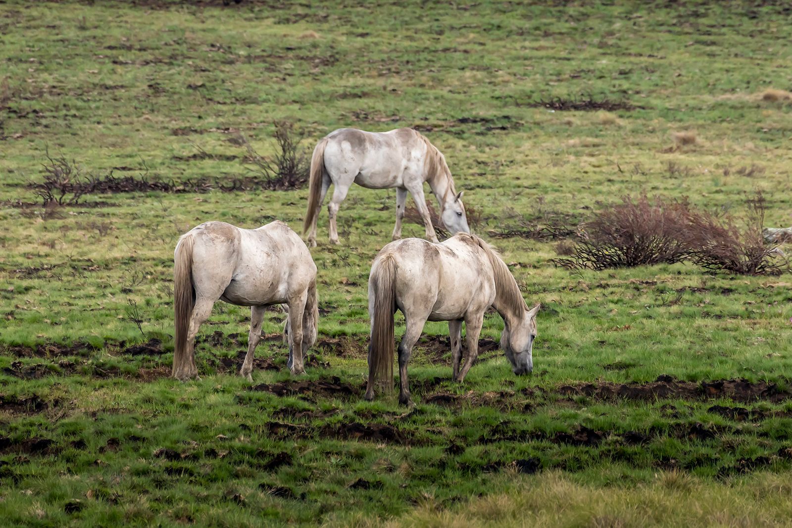 Wild horses are pictured in the Kosciuszko National Park in New South Wales, Australia. A woman who went missing on a solo hike in Australia's Snowy Mountains was found "dazed and injured" on Sunday.