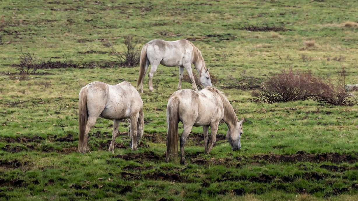 Wild horses are pictured in the Kosciuszko National Park in New South Wales, Australia. A woman who went missing on a solo hike in Australia's Snowy Mountains was found "dazed and injured" on Sunday.
