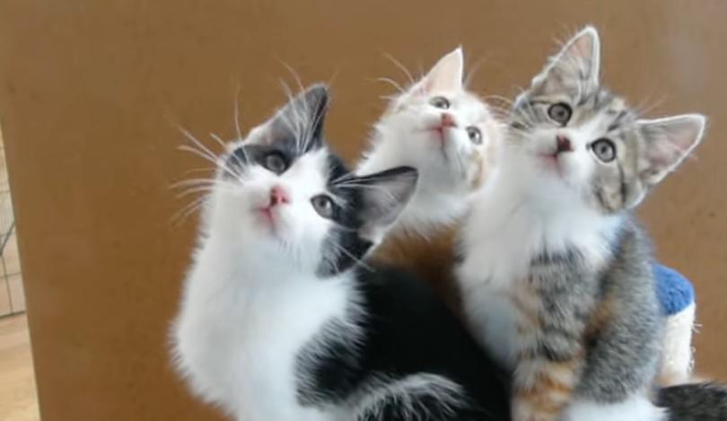 Three kittens move their heads back and forth in sync in this video.