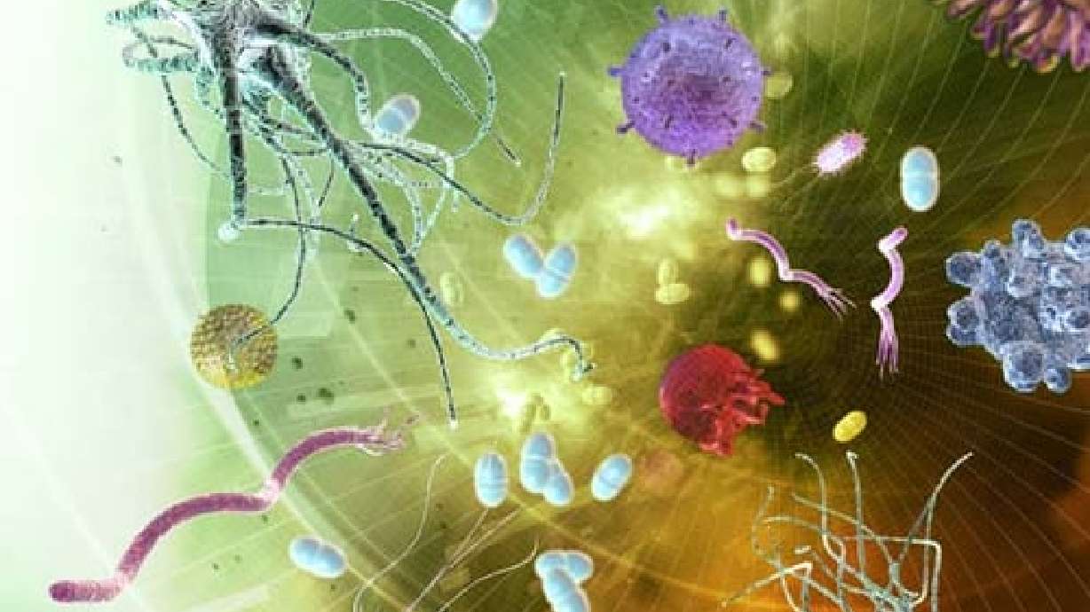 An illustration of what an infection looks like inside the body. Intermountain Health's researchers have won two grants in the last few months to investigate antibiotic use — and overuse — when treating infections and other ailments in the body.