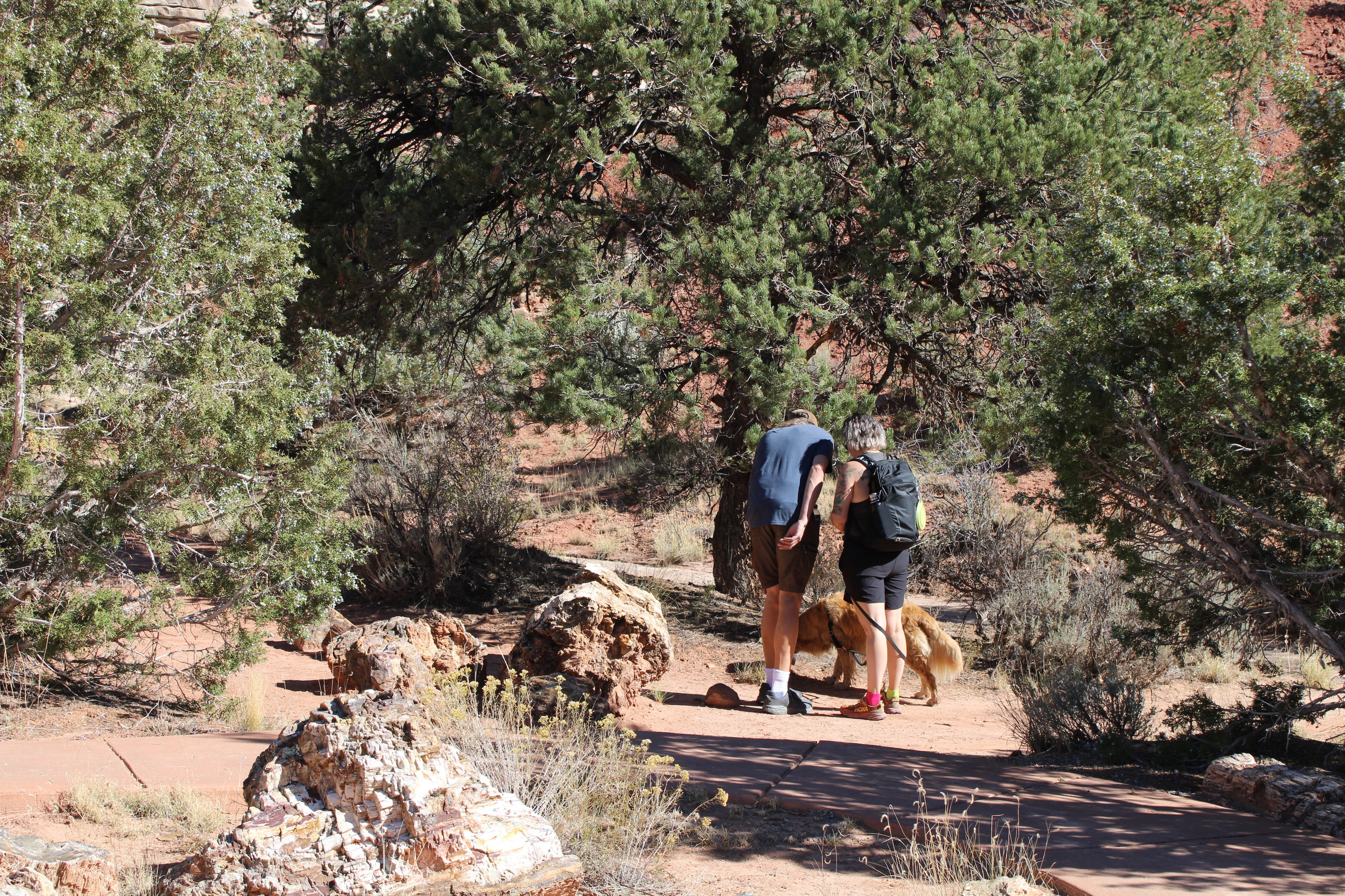 The curse of the petrified forest in Escalante, Utah